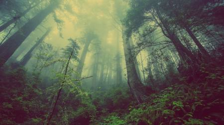 forest-931706_1920-450x253